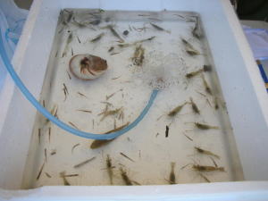 ����΂񂺂̂����Ȃ���