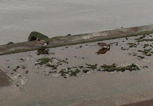 �����̂���