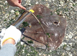 ���������̂Ƃ�