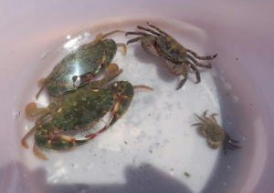 ���ɂ�̂���